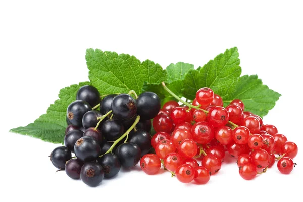 Svarta vinbär och röda vinbär isolerade — Stockfoto
