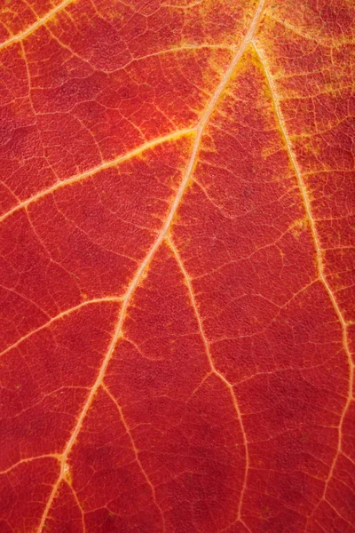 Πολύχρωμα φύλλα του φθινοπώρου — Φωτογραφία Αρχείου