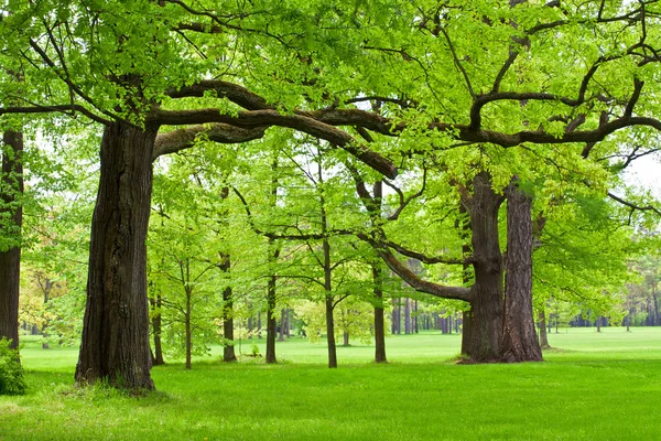 stock image Summer park