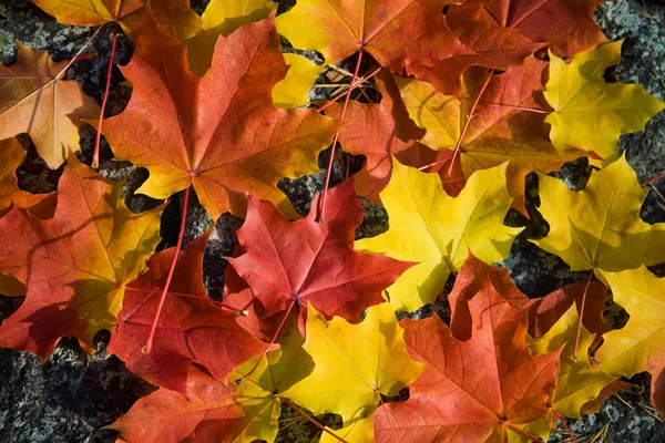 Fondo colorido de hojas de otoño — Foto de Stock