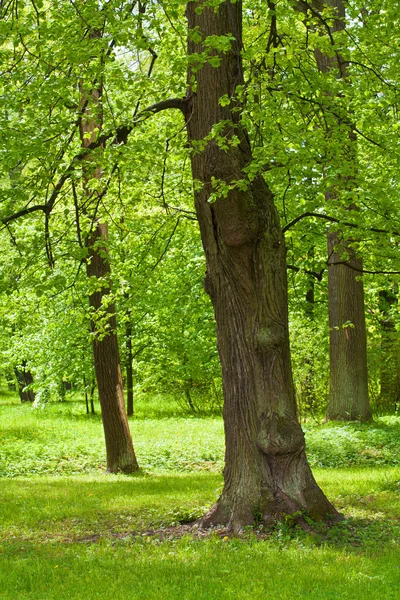 stock image Summer tree