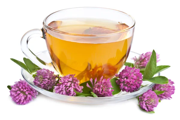 Травяной чай и цветы клевера изолированы — стоковое фото