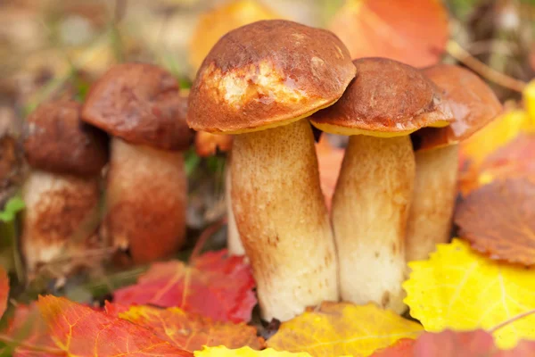 kahverengi kap boletus orman