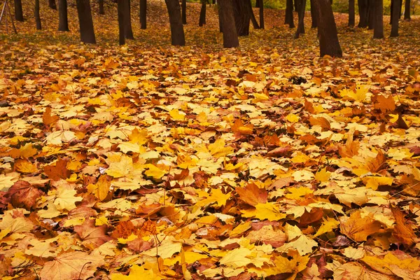 Hojas de arce de otoño — Foto de Stock