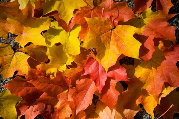 Feuilles d'automne colorées fond — Photo