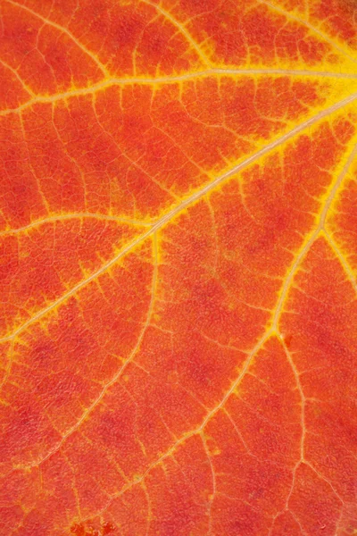 Fundo colorido folha de outono — Fotografia de Stock