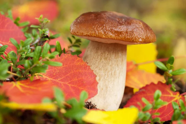 stock image Cep mushroom in forest