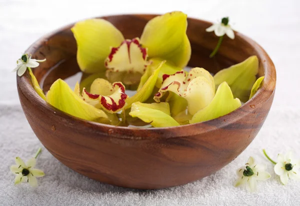 Kuning anggrek dalam mangkuk — Stok Foto
