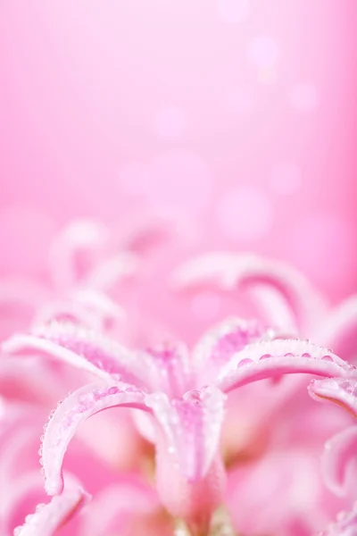 Розовый гиацинтовый цветок — стоковое фото