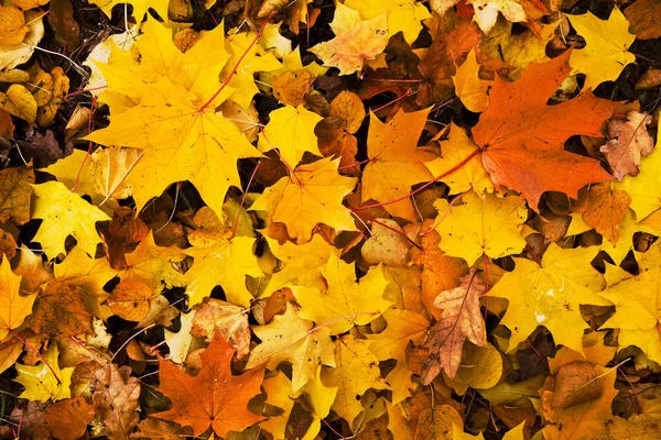 Barevné podzimní listí pozadí — Stock fotografie