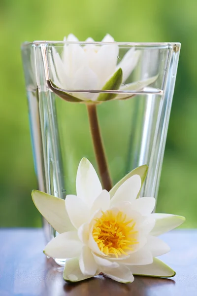 Λευκό νερό lilly — Φωτογραφία Αρχείου