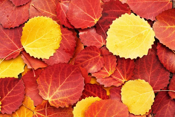 Bunte Herbst Blätter Hintergrund Stockbild