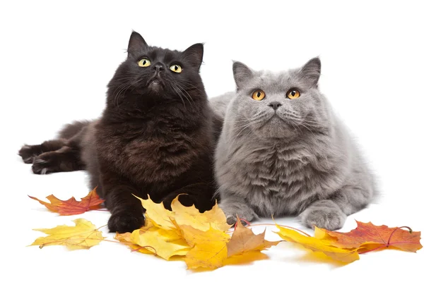 Gatos y hojas de otoño aislados —  Fotos de Stock