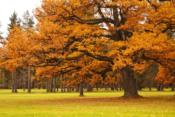 Arbre d'automne dans le parc — Photo