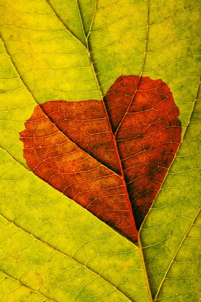 Kalp ile sonbahar yaprak — Stok fotoğraf