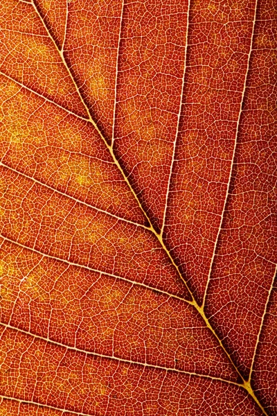 カラフルな秋の葉の背景 — ストック写真