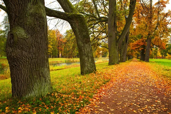 Aleja jesień w parku — Zdjęcie stockowe