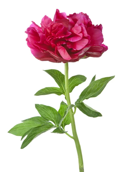 Pivoine rouge fleur isolée — Photo