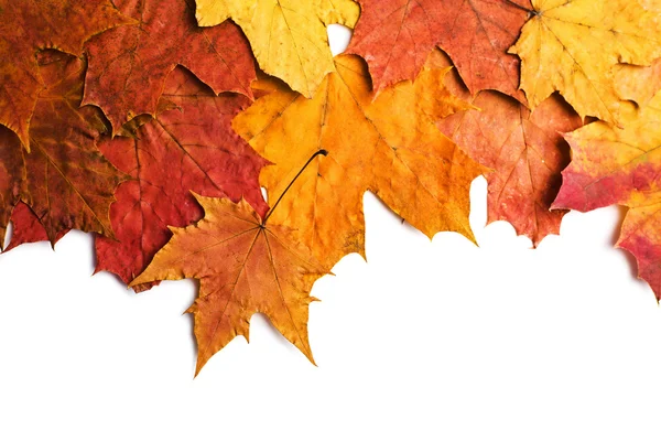 Folhas secas de outono isoladas — Fotografia de Stock