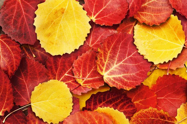 Bunte Herbst Blätter Hintergrund Stockfoto
