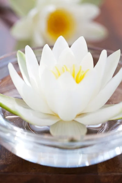 White water lilly — Stockfoto