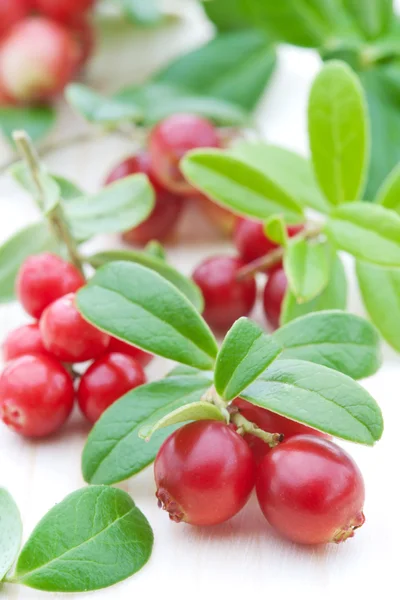 Fresh cowberry — Stock Photo, Image