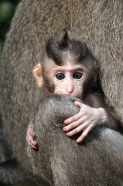 Monkey baby (Macaca fascicularis). Bali, Indonesia. clipart