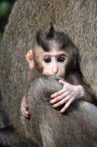 Monkey baby (Macaca fascicularis). Bali, Indonesia.