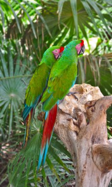 A couple of Great Green Macaws clipart