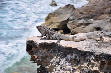 iguana buzlu. Meksika