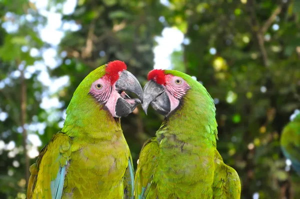 A couple of Great Green Macaws — Stock Photo, Image