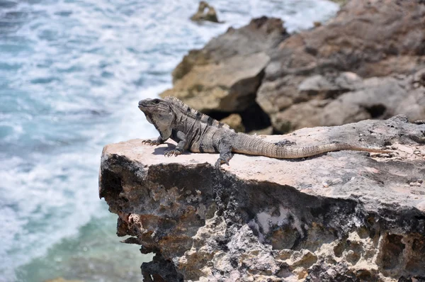 Iguana on the rocks. Mexico — Stock Photo, Image