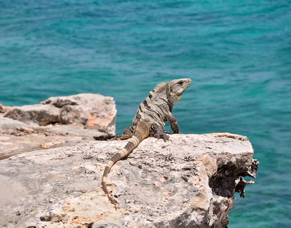 Iguana on the rocks. Mexico — Stock Photo, Image