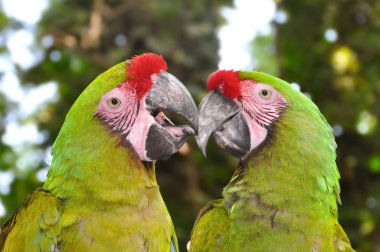 A couple of Great Green Macaws clipart
