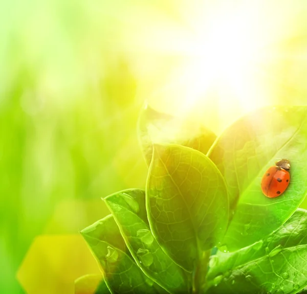 Lieveheersbeestje zittend op een groen blad. — Stockfoto