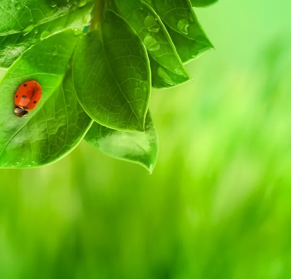 Yeşil yaprakta oturan uğur böceği. — Stok fotoğraf
