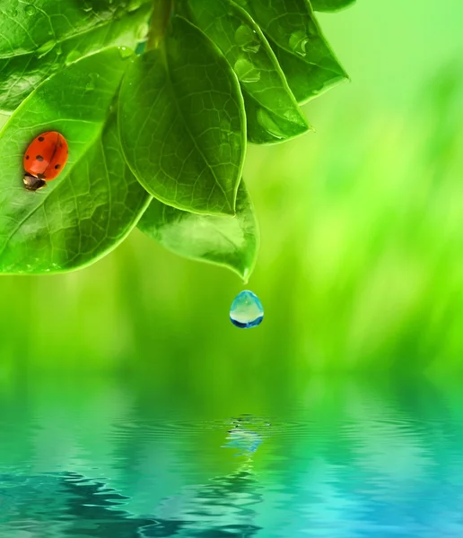 Mariquita sentada sobre hierba verde reflejada en agua prestada — Foto de Stock
