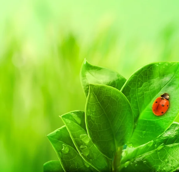 緑の葉の上に座っているLadybug. — ストック写真