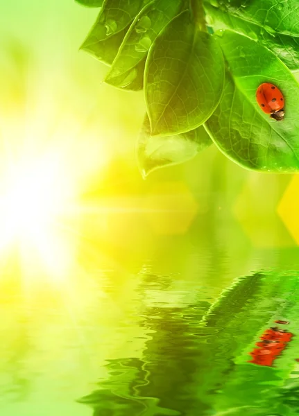 Nyckelpiga sitter på ett grönt blad återspeglas i återgivna vatten — Stockfoto