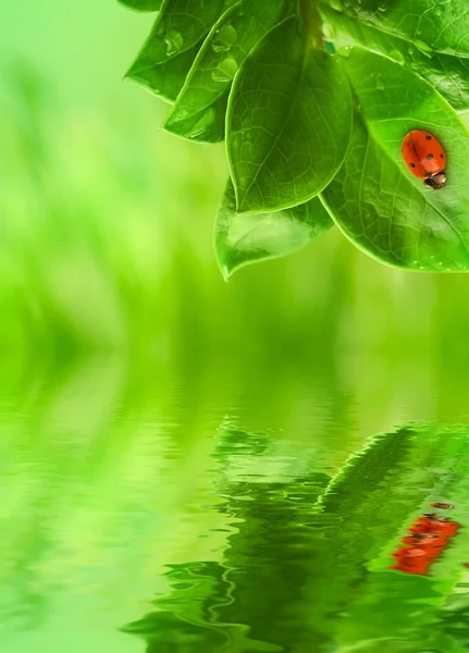 Joaninha sentada em uma folha verde refletida na água processada — Fotografia de Stock