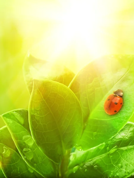 녹색 잎 위에 앉아 있는 무당벌레. — 스톡 사진