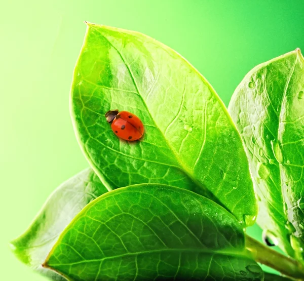 Beruška na čerstvé zelené listy — Stock fotografie