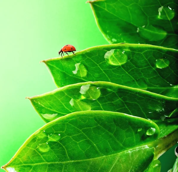 Mariquita sobre hojas verdes frescas — Foto de Stock