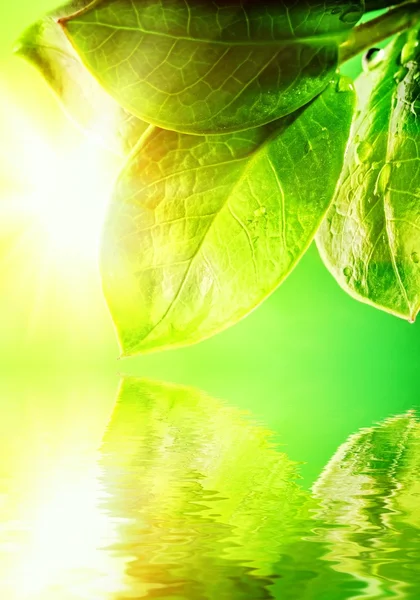 Green leaves reflected in water — Stock Photo, Image