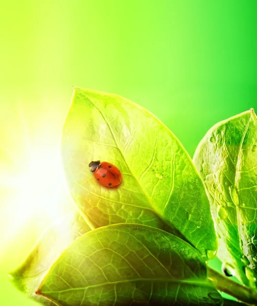 Lieveheersbeestje op een verse groene bladeren — Stockfoto
