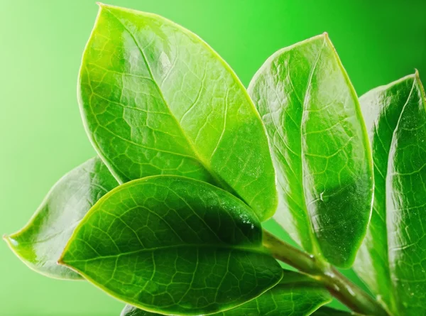 Čerstvé zelené listy — Stock fotografie