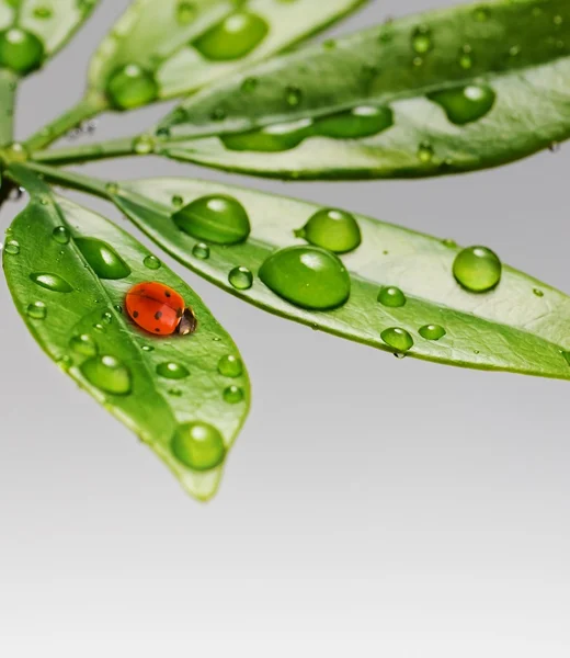 Beruška na čerstvé zelené listy — Stock fotografie