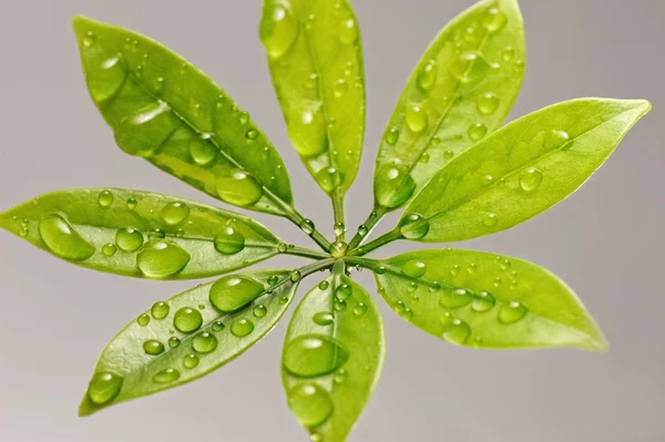 Frische grüne Blätter — Stockfoto