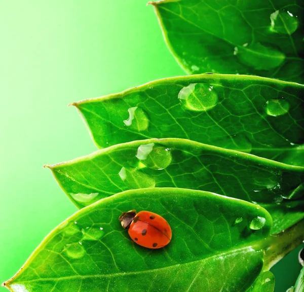 신선한 녹색 잎에 무당벌레 — 스톡 사진