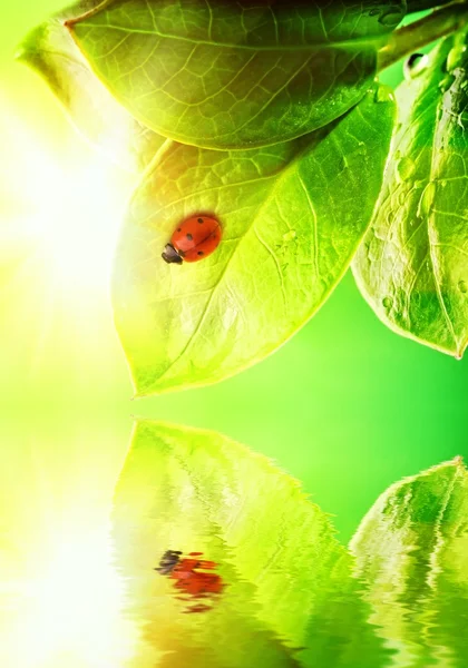 Marienkäfer sitzt auf einem grünen Blatt, das sich im Wasser spiegelt — Stockfoto